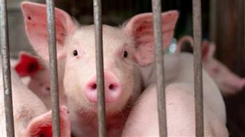   الفلبين تعلن تفشى حمى الخنازير الأفريقية فى مقاطعة سيبو