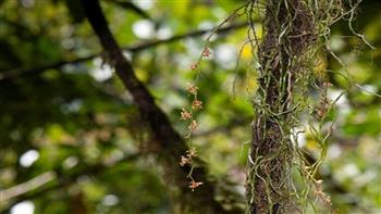   اكتشاف نوع نادر من زهور الأوركيد في التبت بالصين 
