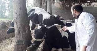   "بيطري الشرقية": تحصين 514.4 ألف رأس ماشية ضد الحمى القلاعية والوادي المتصدع