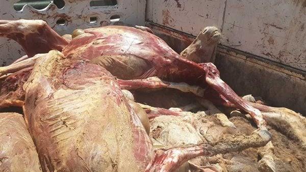 مصادرة 289 كيلو لحوم ودواجن وأسماك مدخنة في حملة بالغربية