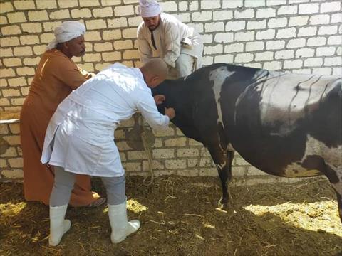 بيطري الغربية: تحصين 232 ألف رأس ماشية ضد الحمي القلاعية