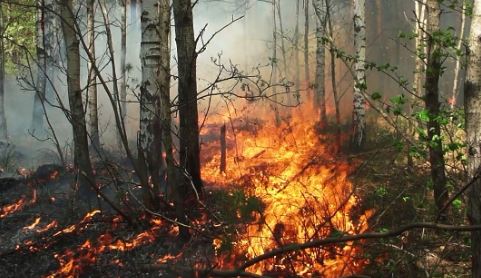 الصين: إجلاء نحو 2000 شخص مع السيطرة على حريق غابة جنوب غربي الصين