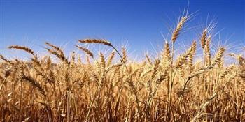   أستاذ اقتصاد زراعي: مصر تقع على قمة الدول فى إنتاجية فدان القمح 