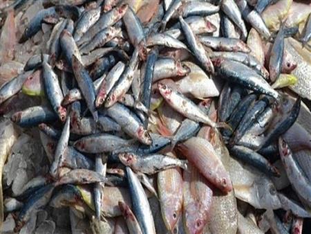 "الزراعة" تنصح بالتناول الصحى للأسماك المملحة