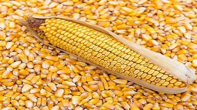 طرح الذرة الصفراء في البورصة المصرية للسلع في جلسة استثنائية
