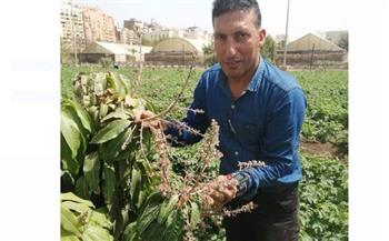 "أمراض النباتات" يصدر التوصيات والإرشادات الفنية لمكافحة أمراض المانجو خلال مرحلة التزهير 