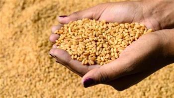   استشاري تنمية مستدامة: أتوقع تراجع أسعار القمح عالميا 30%