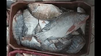   ارتفاع أسعار الأسماك يشوي جيوب الدمياطة