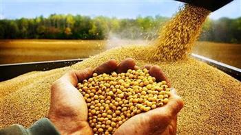   الزراعة: الإفراج عن 256 ألف طن أعلاف «ذرة» و«فول صويا» خلال أسبوع