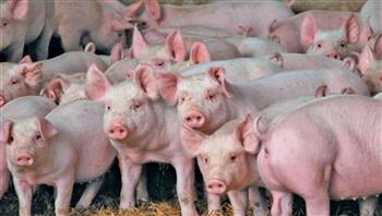   سنغافورة توقف استيراد الخنازير من إندونيسيا بعد اكتشاف حمى الخنازير الأفريقية