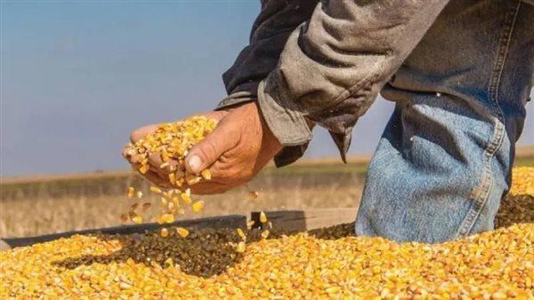 نشاط «الزراعة».. الإفراج عن 256 ألف طن ذرة وفول صويا ومنع التعديات في العيد