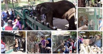   توافد المواطنين على حديقة حيوان الجيزة لقضاء إجازة عيد الفطر