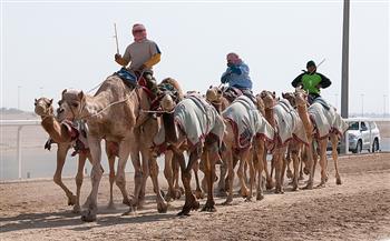   الأربعاء المقبل انطلاق مهرجان سباق الهجن بشمال سيناء