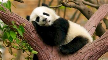   الصين تستعيد الباندا "يايا" رسول الصداقة من الولايات المتحدة