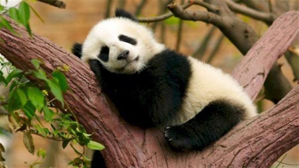 الصين تستعيد الباندا "يايا" رسول الصداقة من الولايات المتحدة