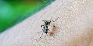  احترس.. آثار مميتة لـ «الملاريا» على صحتك