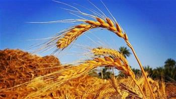   تجهيز 9 مواقع لاستقبال محصول القمح من المزارعين في دمياط