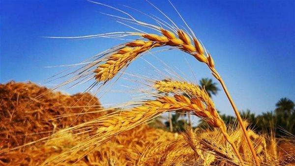 تجهيز 9 مواقع لاستقبال محصول القمح من المزارعين في دمياط
