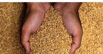   توريد 5661 طن من محصول القمح بالشون والصوامع الحكومية بمراكز المنيا