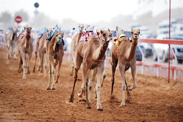 انطلاق بطولة الهجن بالعريش ضمن احتفالات العيد القومي لشمال سيناء