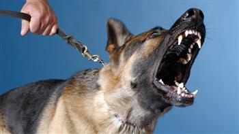   حالات يجوز التصالح فيها بقانون تنظيم حيازة الحيوانات الخطرة والكلاب 