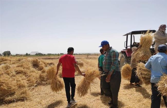 زراعة الوادي الجديد: توريد 31 ألفًا و575 طن قمح 