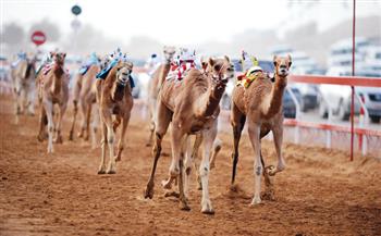   انطلاق بطولة الهجن بالعريش ضمن احتفالات العيد القومي لشمال سيناء