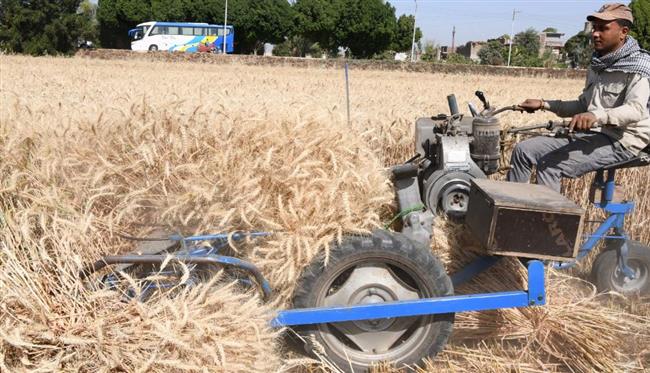 محافظ قنا يفتتح موسم حصاد القمح لموسم 2023