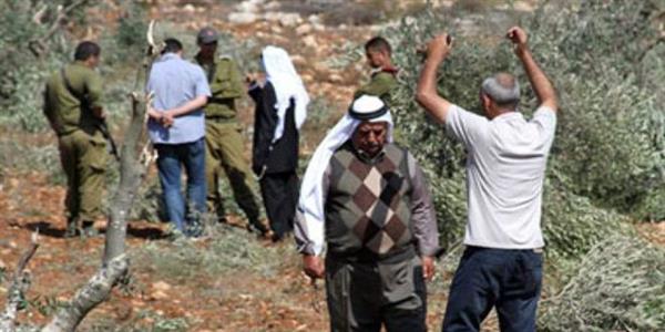مستوطنون إسرائيليون يعتدون على أراضي الفلسطينيين جنوب الخليل