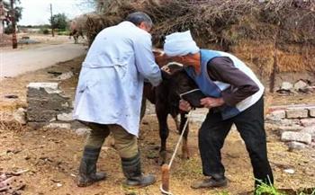   "بيطري بني سويف": تحصين نحو 99 ألف رأس ماشية ضد الحمى القلاعية والوادي المتصدع 
