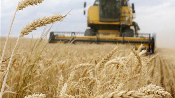  منذ 2019..  تراجع أسعار القمح في روسيا إلى أدنى مستوى قياسي