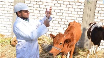   «بيطري الغربية»: تحصين 210 آلاف رأس من الماشية ضد الأمراض الوبائية