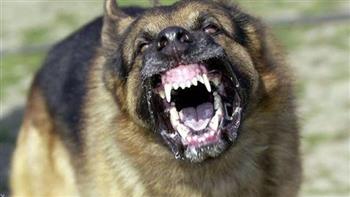   كلب يعقر طالبا في 6 أكتوبر والأمن يلقي القبض على مالكه 