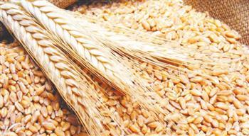 السلع التموينية تعلن عن ممارسة عالمية لشراء القمح