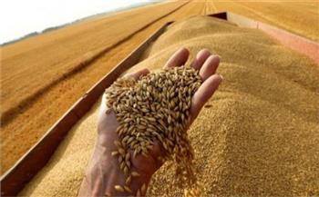   «تموين كفر الشيخ»: توريد 95 ألفا و429 طنا من القمح لمواقع التخزين حتى الآن