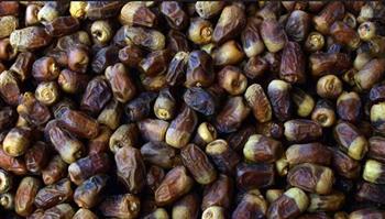 مدير معمل النخيل بـ«البحوث الزراعية» لـ«إكسترا نيوز»: مصر تنتج 1.8 مليون طن تمور سنويا