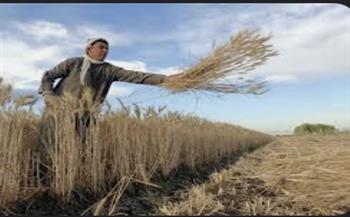   البنك الزراعي: صرف مستحقات القمح المورد خلال 24 ساعة 