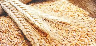   «صناعة الحبوب»: ارتفاع عدد المطاحن في البورصة السلعية ساهم فى إحداث توازن للأسعار  