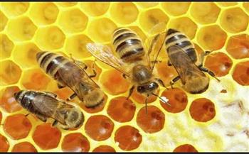   «الزراعة»: استئناف تصدير النحل المصري للسعودية