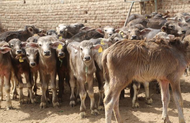 "الزراعة": اعتماد 155 مليون جنيه لـ 213 مستفيدا من المشروع القومي للبتلو