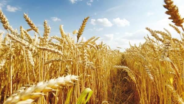 وزير التموين: سعر القمح 1500 جنيه للأردب وهذا الرقم غير مسبوق
