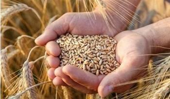   أستاذ زراعة: مصر أصبح لديها مخزون استراتيجي آمن من القمح