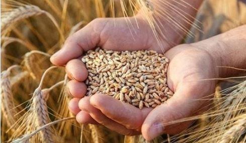 أستاذ زراعة: مصر أصبح لديها مخزون استراتيجي آمن من القمح