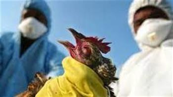   البرازيل تعلن لأول مرة رصد إصابات بإنفلونزا الطيور