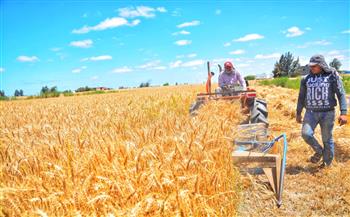   «التنمية المحلية» تتابع حصاد القمح فى محافظات