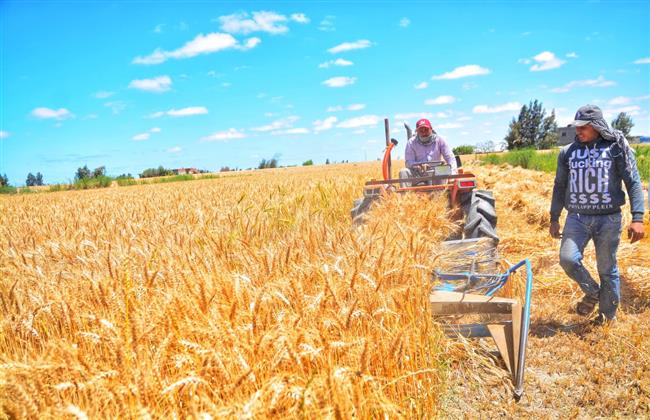 «التنمية المحلية» تتابع حصاد القمح فى محافظات