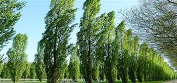   أستاذ دراسات بيئية: «100 مليون شجرة» يمكنها امتصاص ربع انبعاثات مصر من ثاني أكسيد الكربون