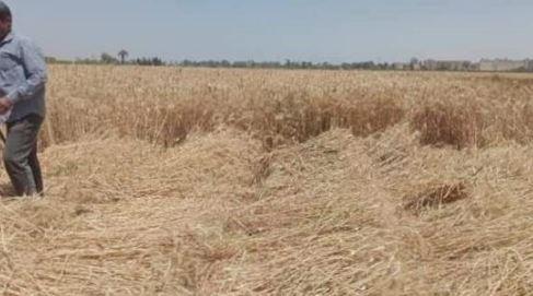 مزارعو قمح: المحصول في زيادة وسعر التوريد محترم.. فيديو
