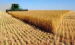 السلع التموينية تعلن عن ممارسة عالمية لشراء القمح