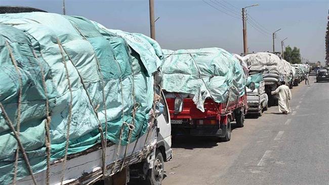 توريد 49 ألف طن من محصول القمح بالشون والصوامع الحكومية بمراكز المنيا